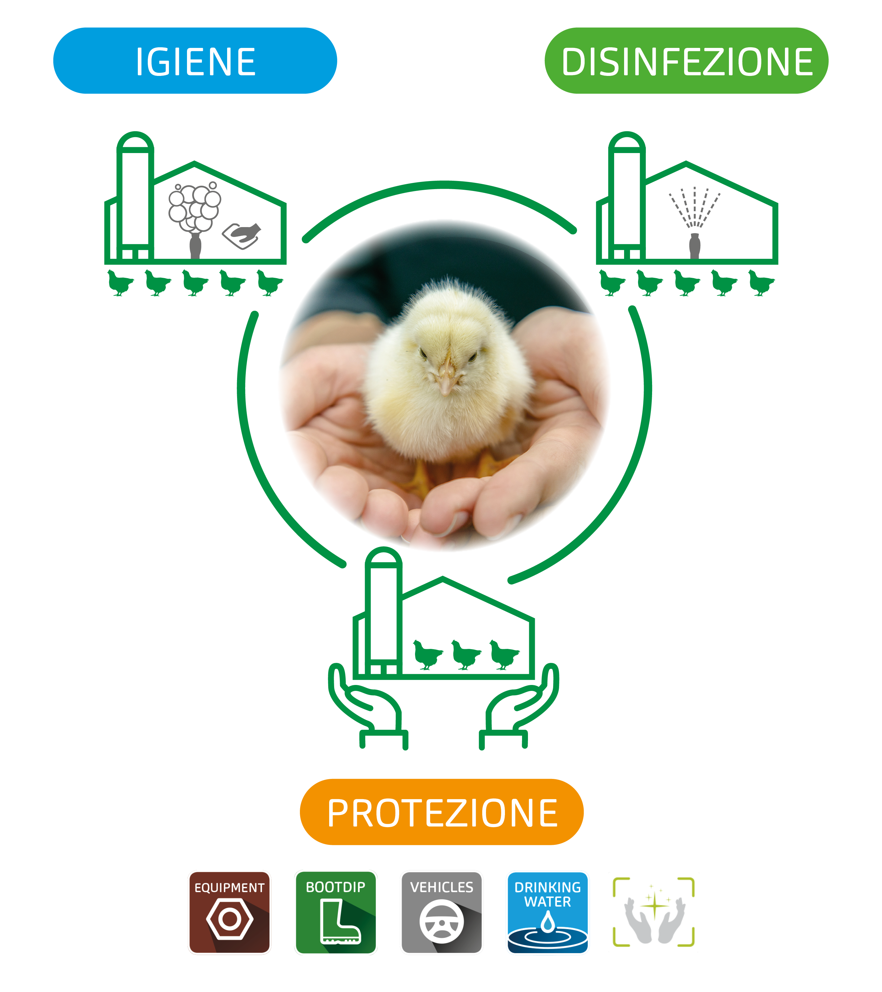 Influenza Aviaria Informazioni E Prevenzione Kersia Group